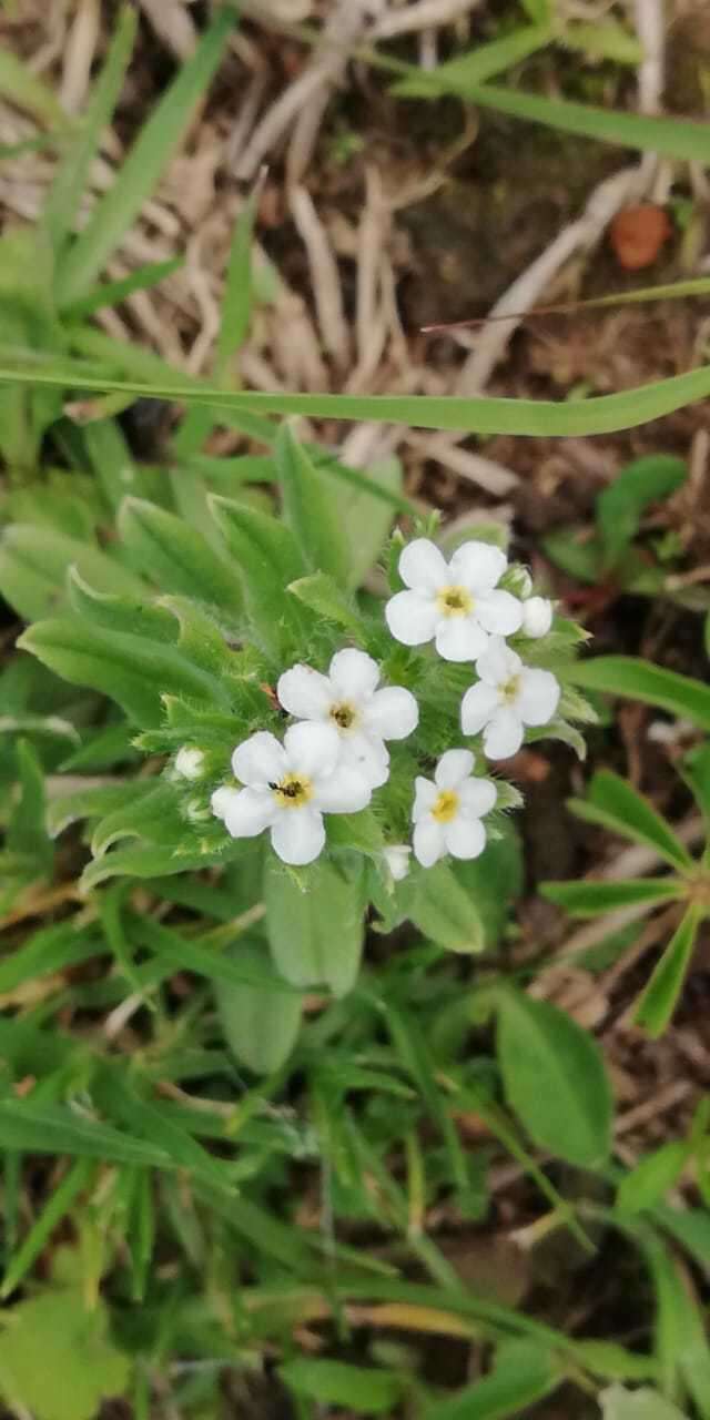 Image of Lithospermum distichum Ortega