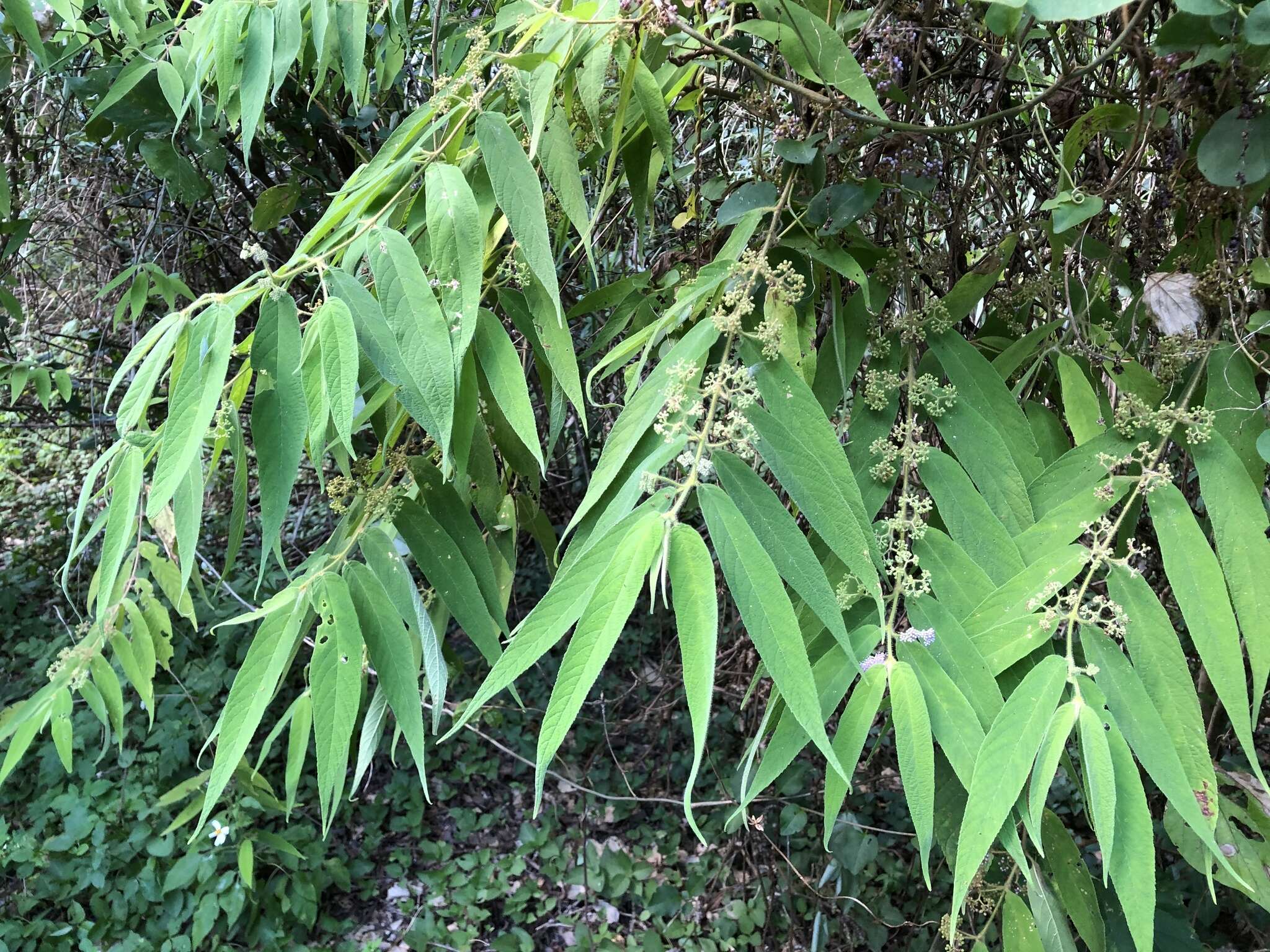 Image of Callicarpa pilosissima Maxim.