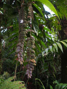 Image of Columnea microcalyx Hanst.