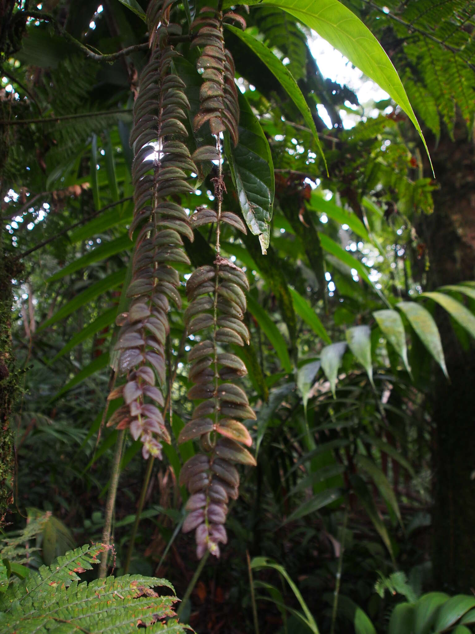 Image of Columnea microcalyx Hanst.