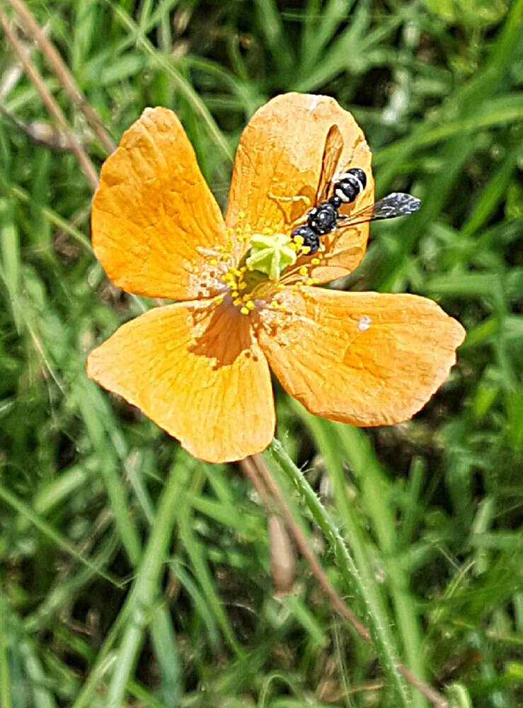 Image of Orange poppy