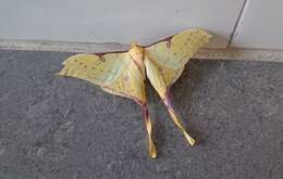 Image of Actias sinensis subaurea Kishida 1993