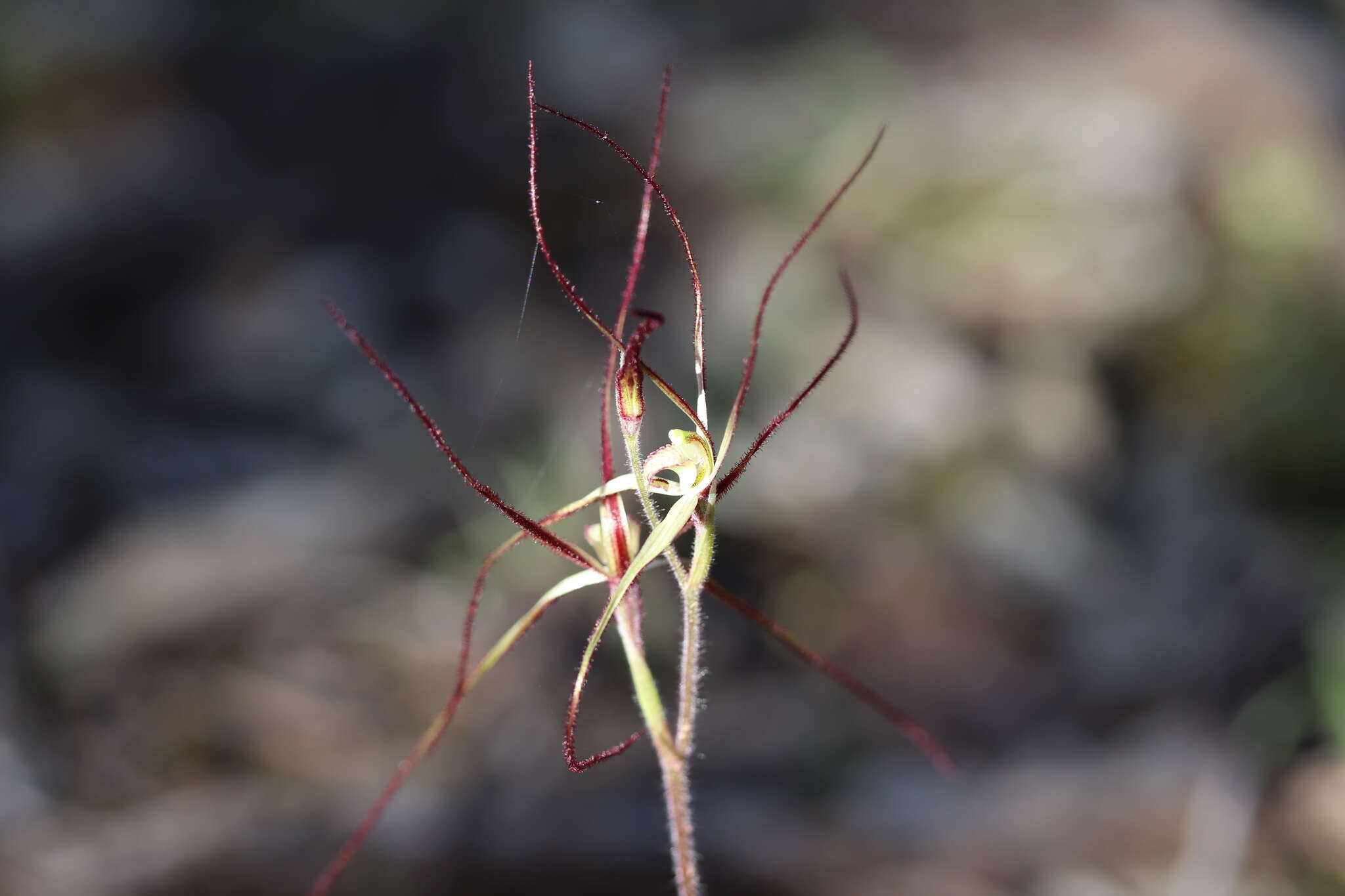 Image of Daddy-long-legs