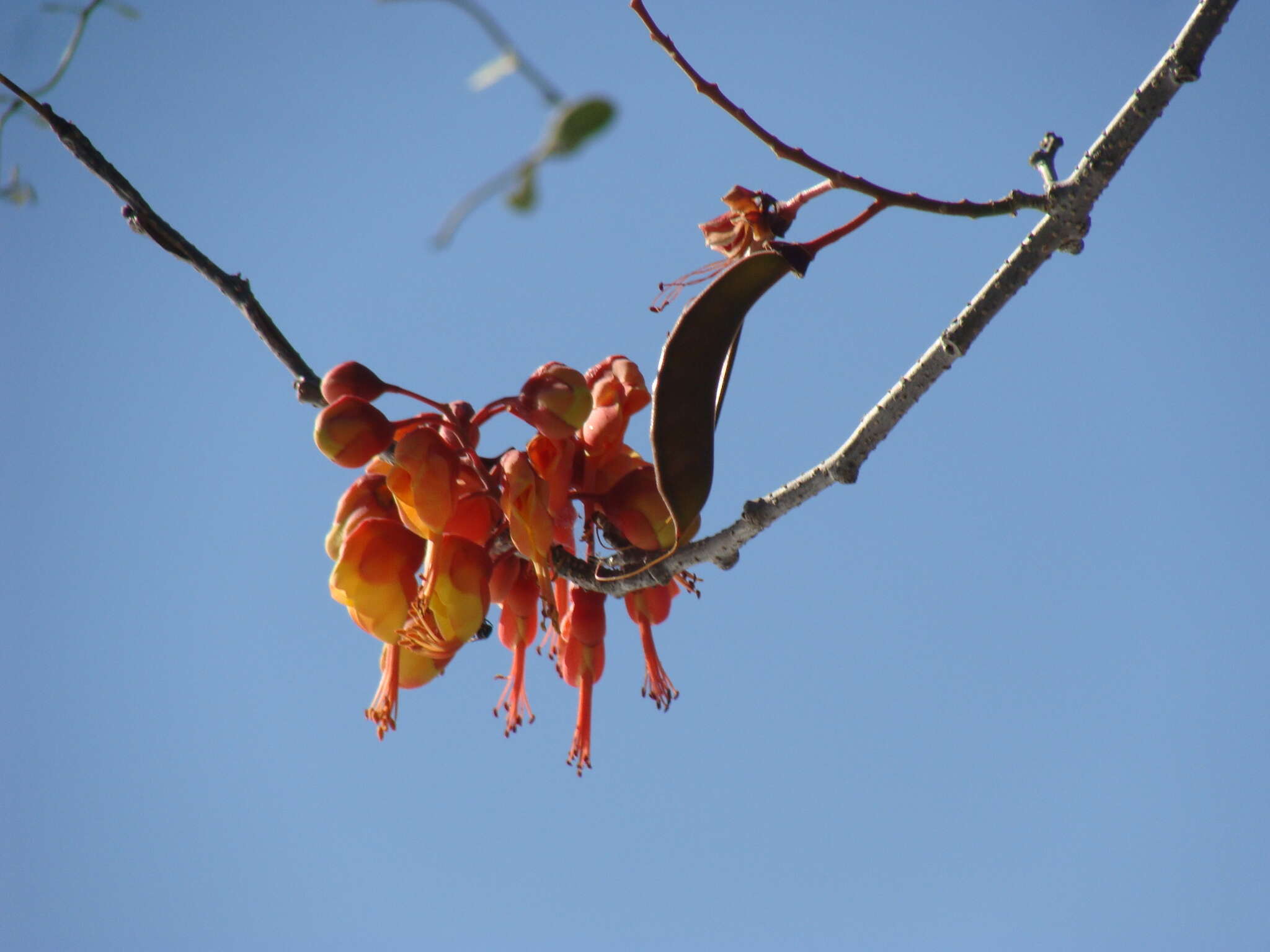 Image of <i>Erythrostemon hughesii</i>