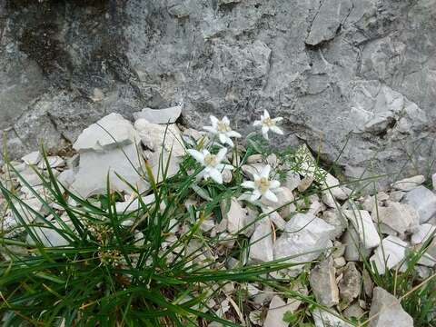 Image of Leontopodium nivale subsp. alpinum (Cass.) Greuter