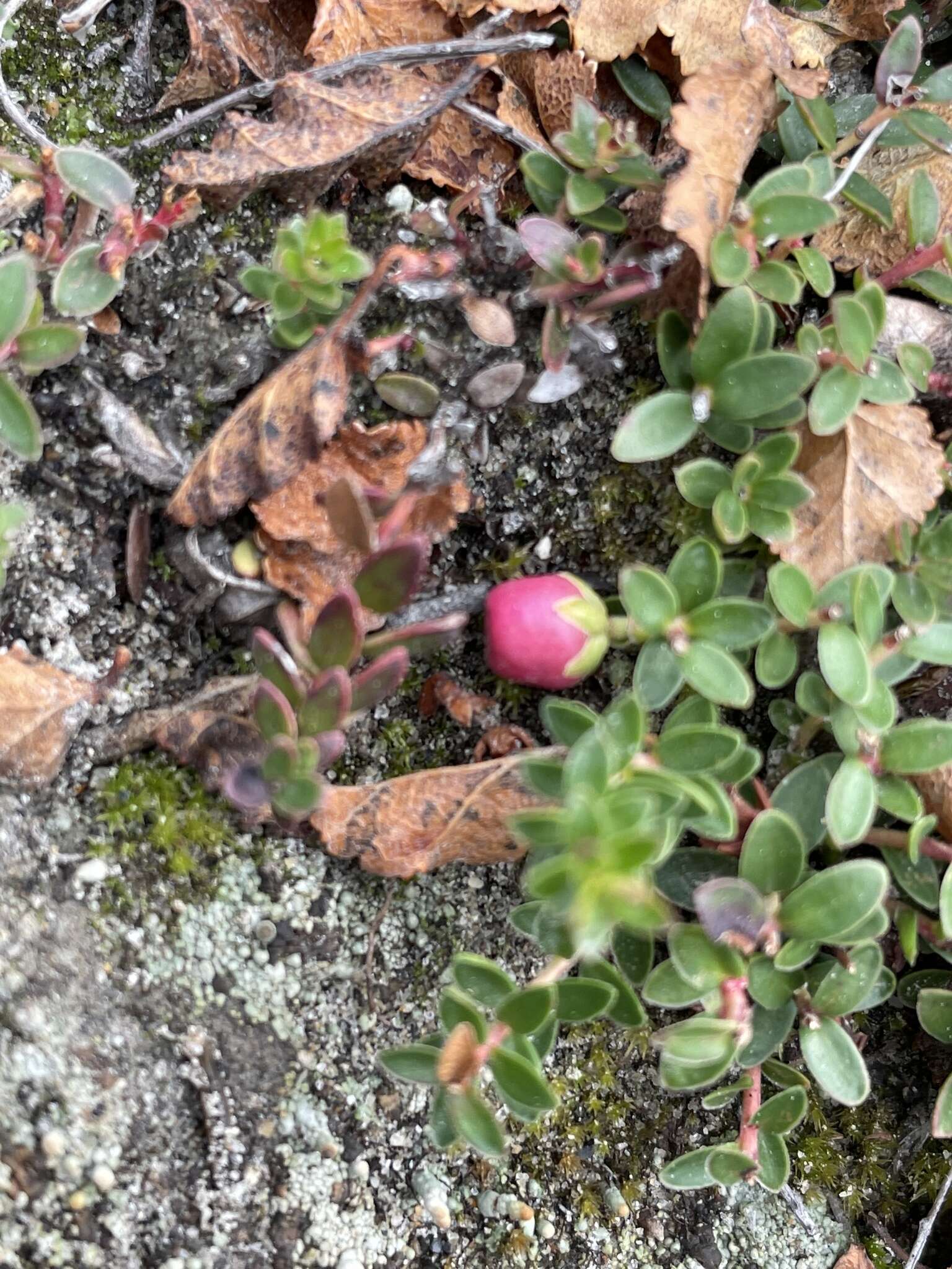 Image of Gaultheria pumila (L. fil.) D. J. Middleton