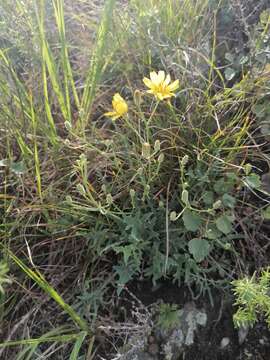 Plancia ëd Crepidiastrum tenuifolium (Willd.) A. N Sennikov