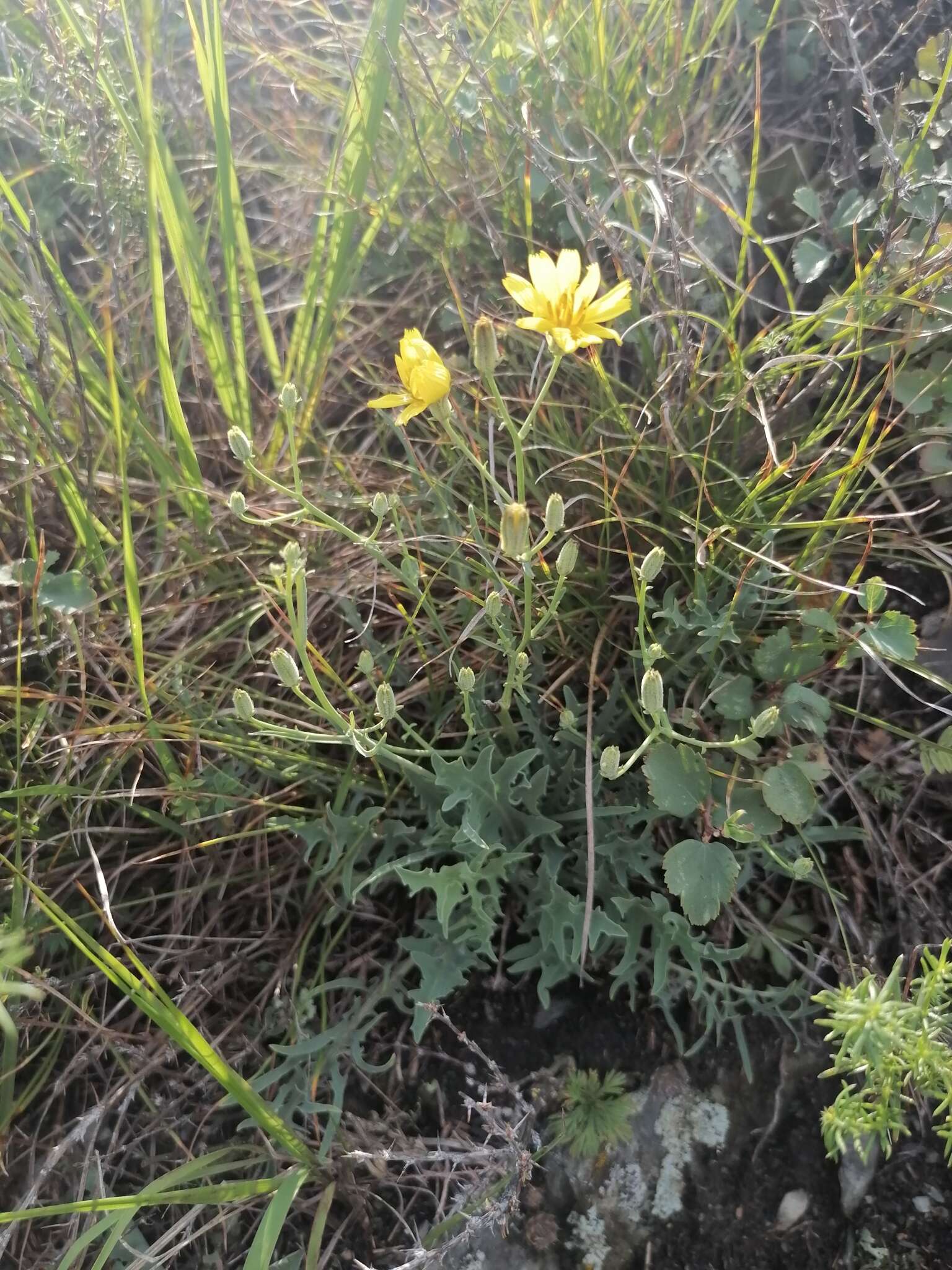 Imagem de Crepidiastrum tenuifolium (Willd.) A. N Sennikov