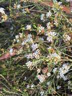 Image of Baeckea brevifolia (Rudge) DC.