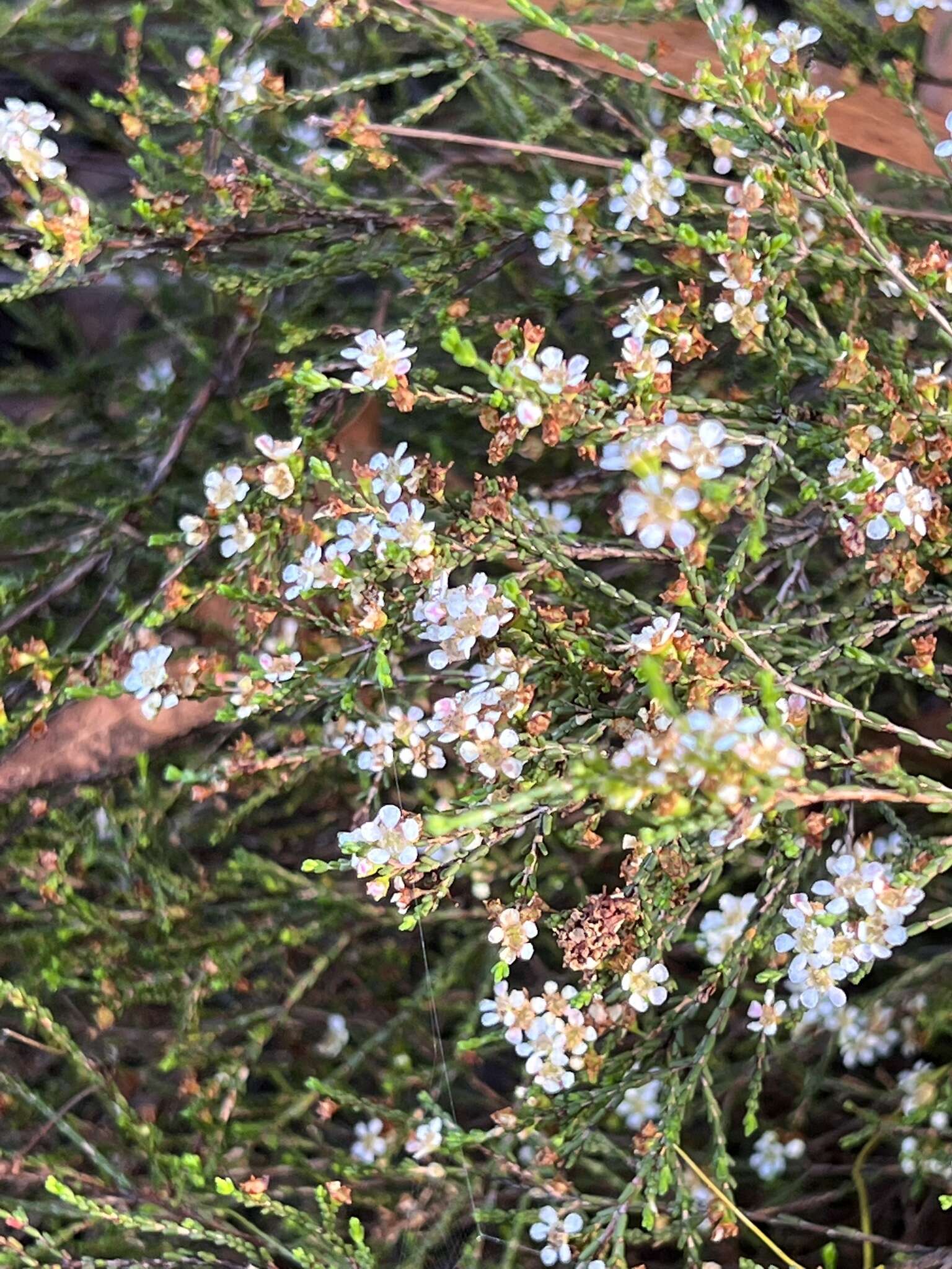 Image of Baeckea brevifolia (Rudge) DC.