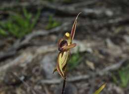 Image of Crested clown orchid