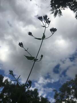 Image of pink thoroughwort