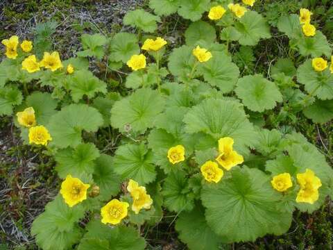 Image of Caltha-Leaf Avens