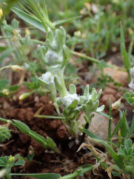 Image of Bombycilaena erecta (L.) Smolj.