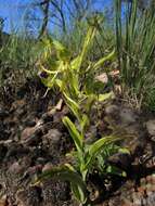 Image of Habenaria jaliscana S. Watson