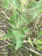 Eupatorium cordigerum (Fern.) Fern.的圖片