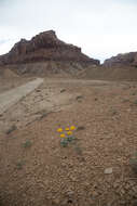 Image of nakedstem sunray