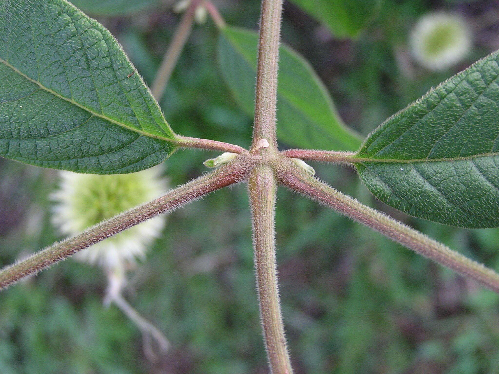 Cyathula uncinulata (Schrad.) Schinz的圖片