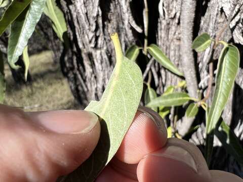 Image of Parsonsia eucalyptophylla F. Müll.