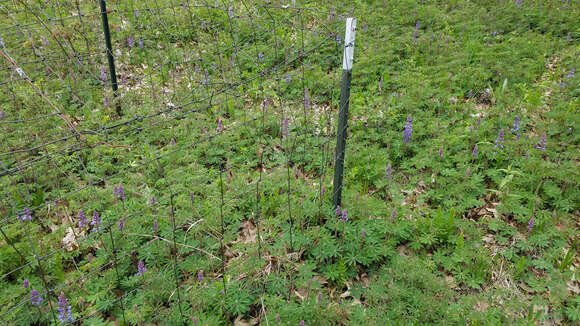 Image of sundial lupine