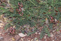 Image of Astragalus incanus subsp. nummularioides (Desf.) Maire