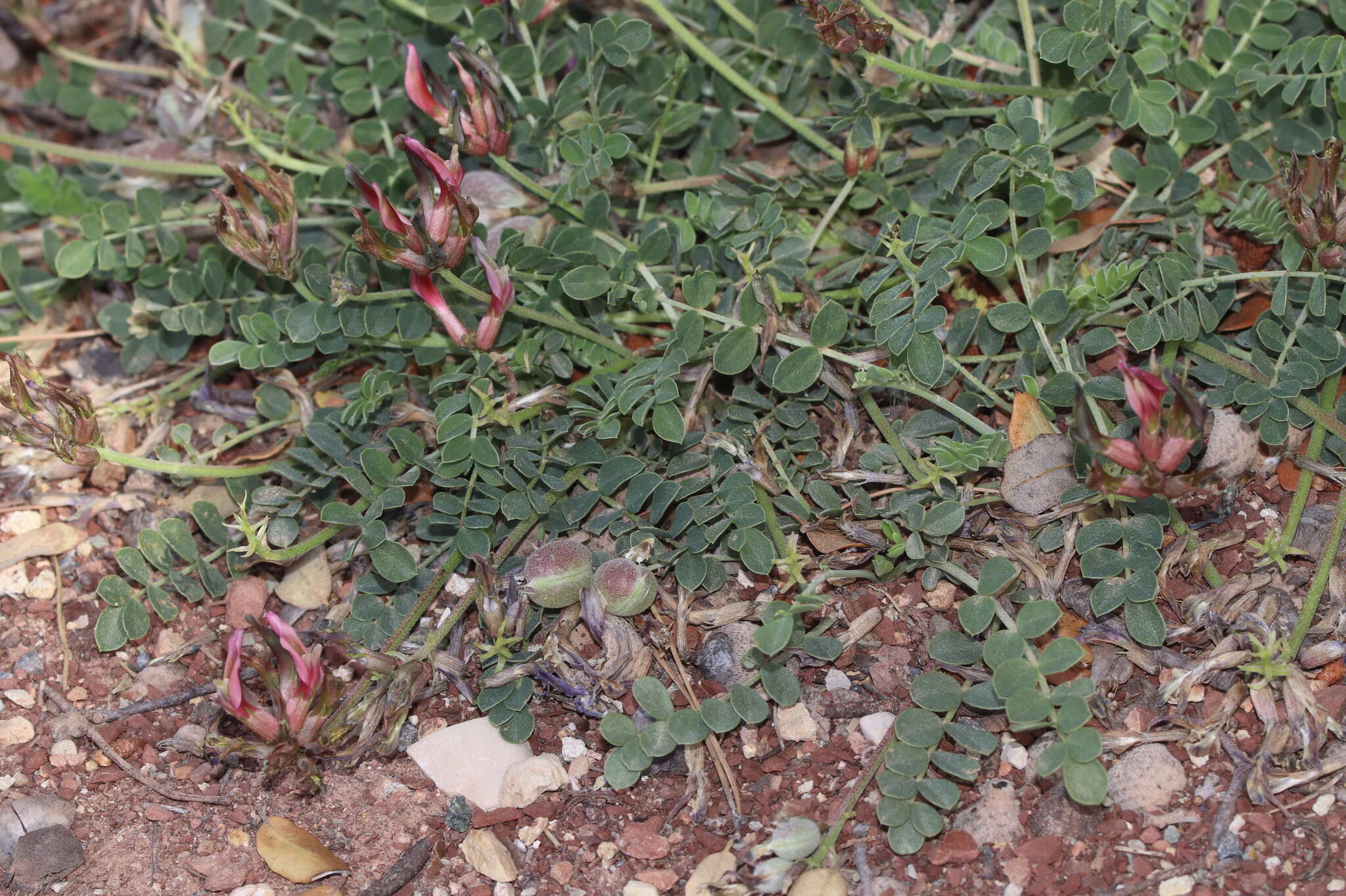 Image of Astragalus incanus subsp. nummularioides (Desf.) Maire