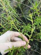 Image of Scaevola glandulifera DC.