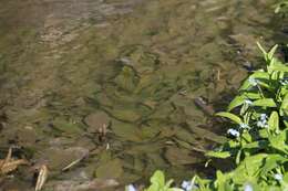 Image of Fen Pondweed