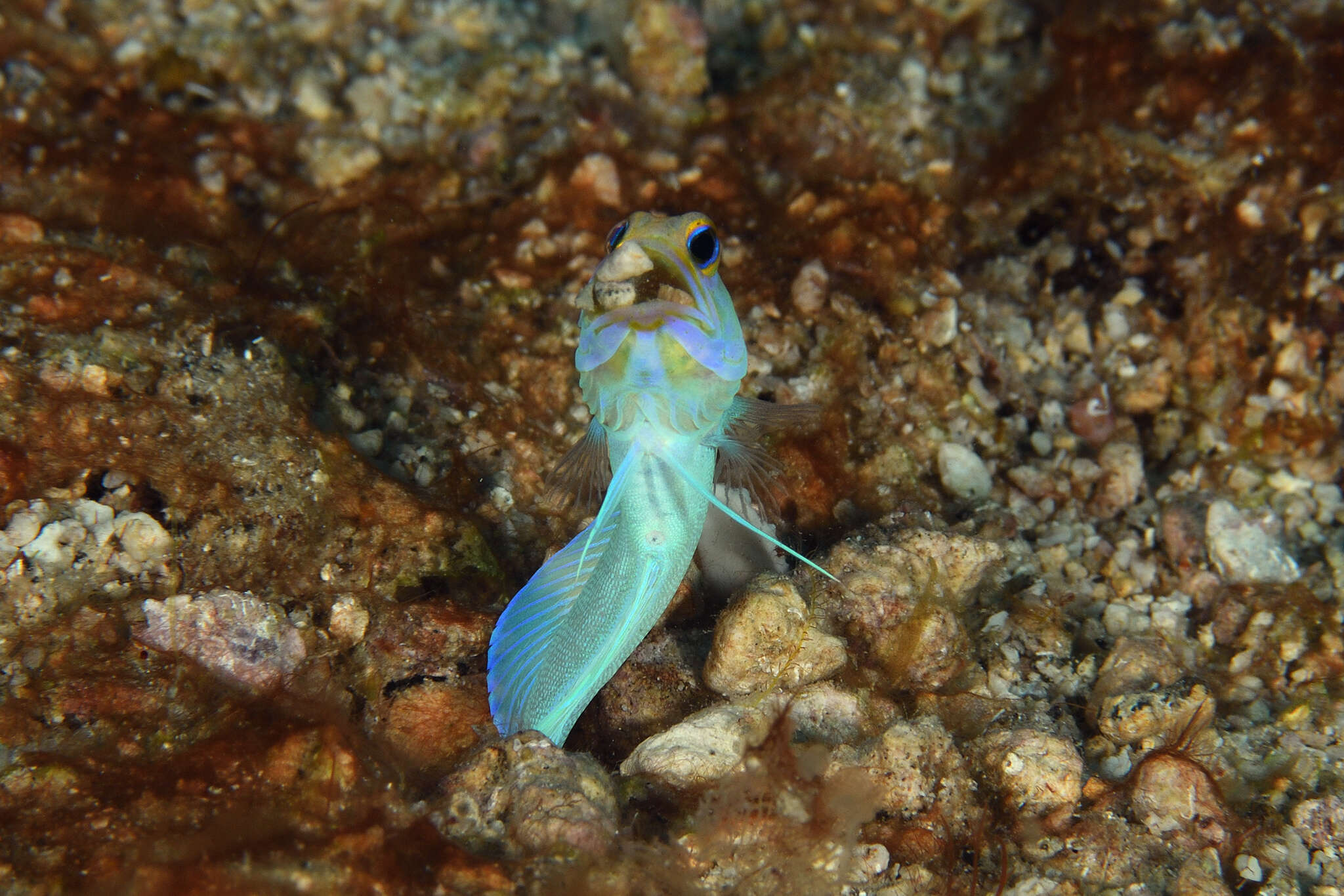 Image of Yellowhead Jawfish