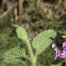 Image of Stachys bogotensis Kunth