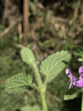 Image of Stachys bogotensis Kunth