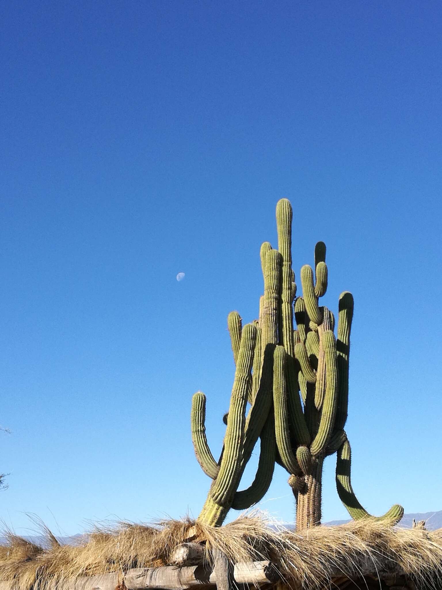 Image of Echinopsis terscheckii (J. Parm. ex Pfeiff.) H. Friedrich & G. D. Rowley