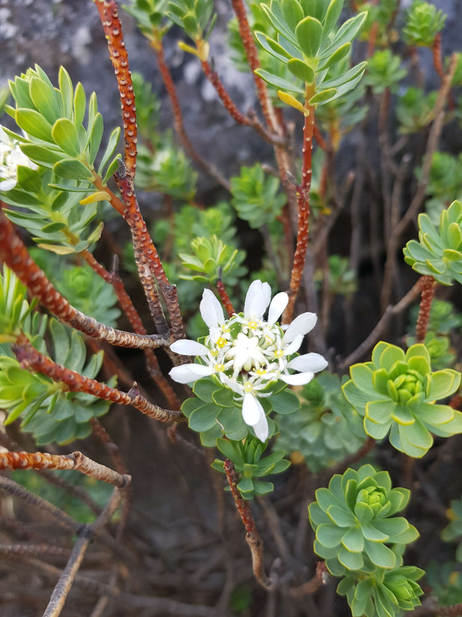 Image of Lachnaea macrantha Meissn.