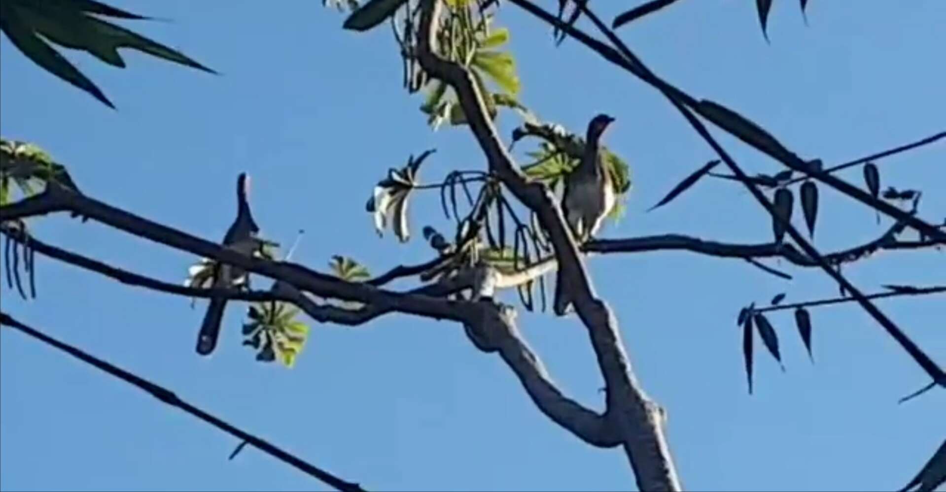 Image of White-bellied Chachalaca