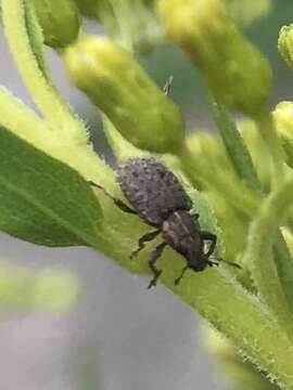 Image of Clover Root Weevil