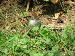 Image of Hunter's Cisticola