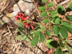 Sivun Indigofera hirsuta L. kuva