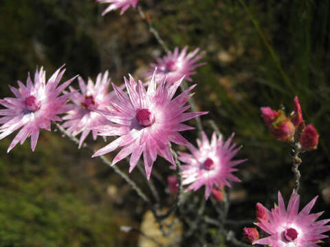 Imagem de Syncarpha canescens subsp. canescens