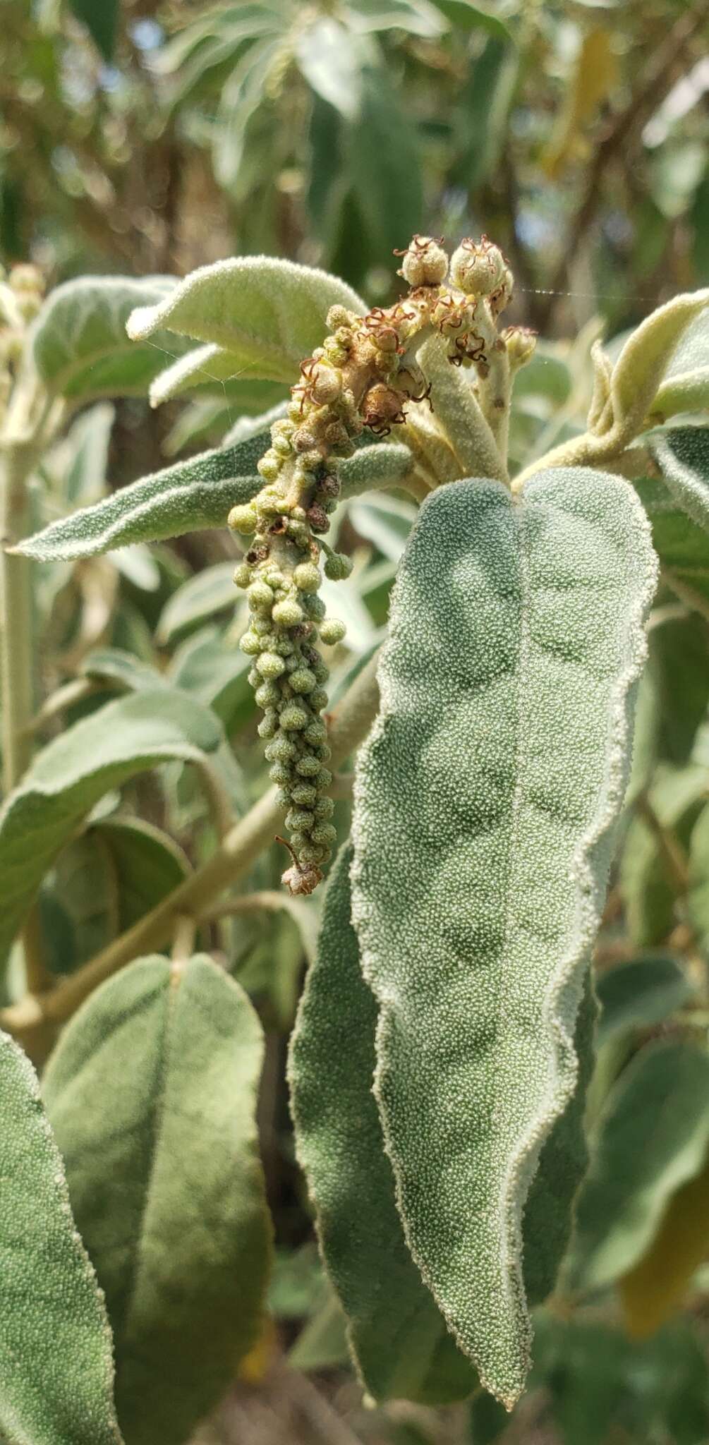 Image de Croton flavens L.