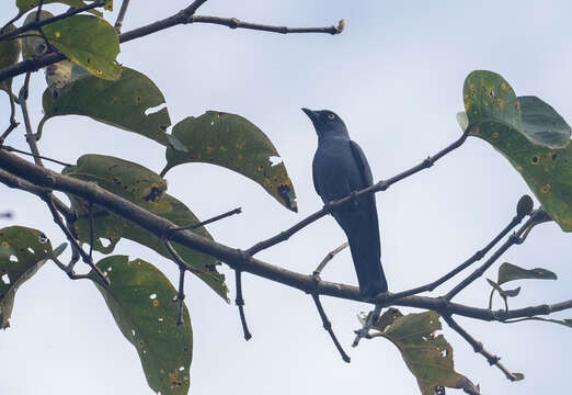 Image of Bar-bellied Cuckoo-shrike