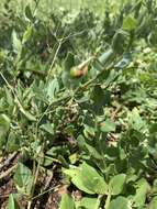 Image of Kalahari butterweed