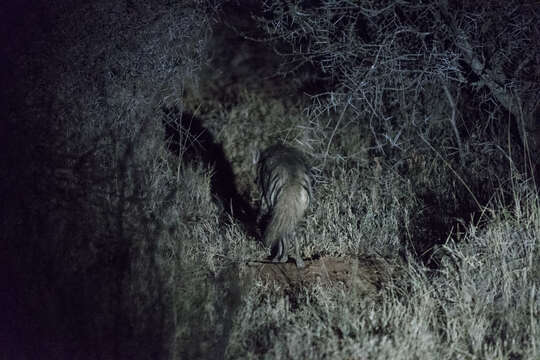 Image of Striped Hyena