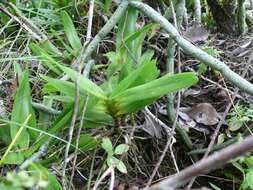 Plancia ëd Jumellea arborescens H. Perrier