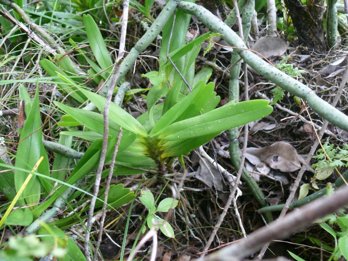 Plancia ëd Jumellea arborescens H. Perrier