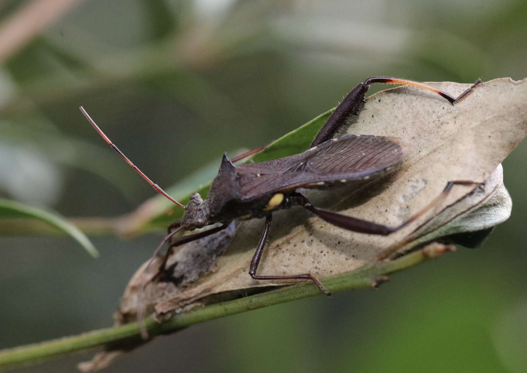 Image of brown bean bug