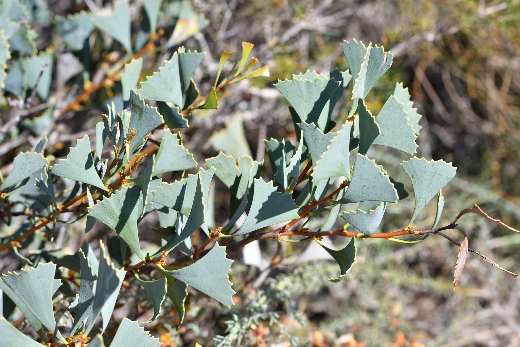 Image of Hakea flabellifolia Meissn.