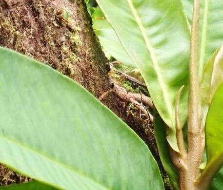 Image of Black-speckled Palm Pit Viper