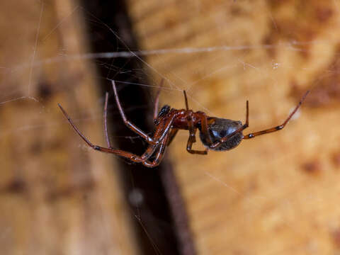 Image of Steatoda castanea (Clerck 1757)