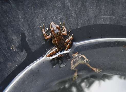 Image of Iberian Frog