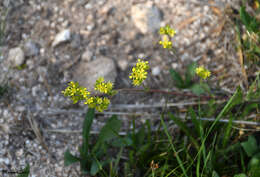 Imagem de Ivesia campestris (M. E. Jones) Rydb.